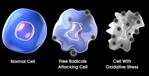  атакуют свободные радикалы